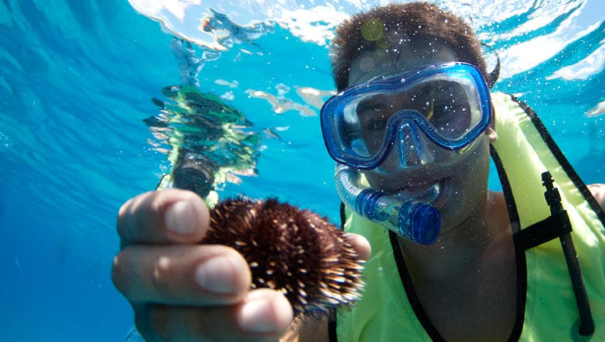 Snorkeling with Turtles in Honolulu | Hawaii Nautical