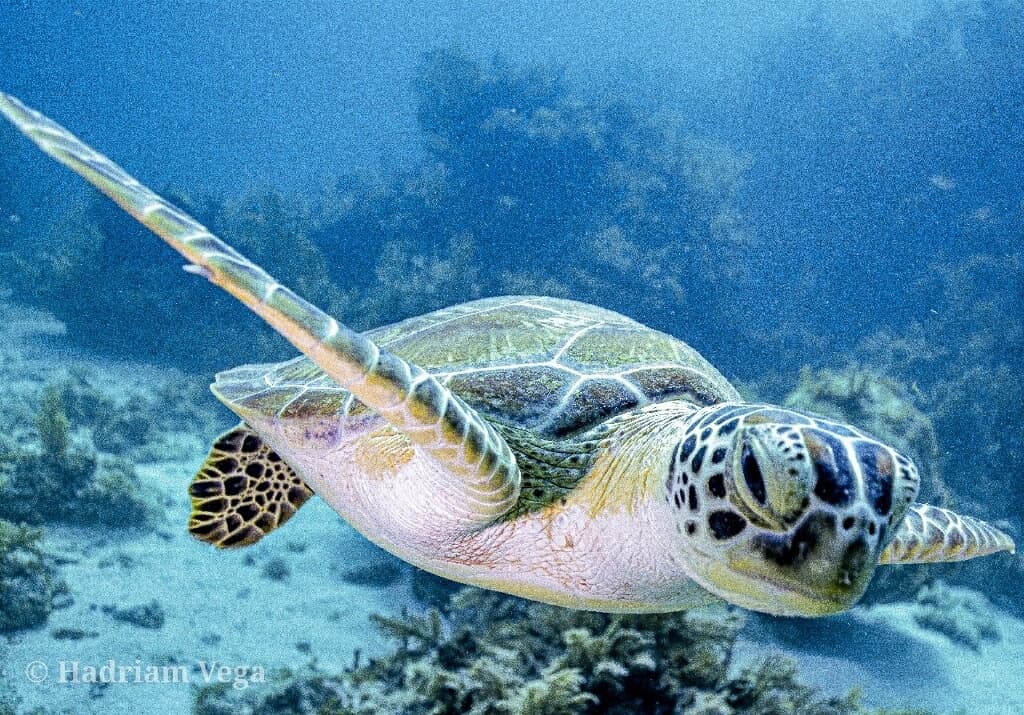 Snorkeling the Reefs with Pirates Cove Water Sports in Key Largo