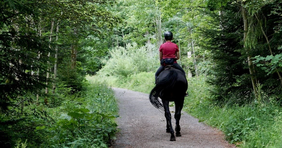 Person horseback riding on wooded trail through forest scenery