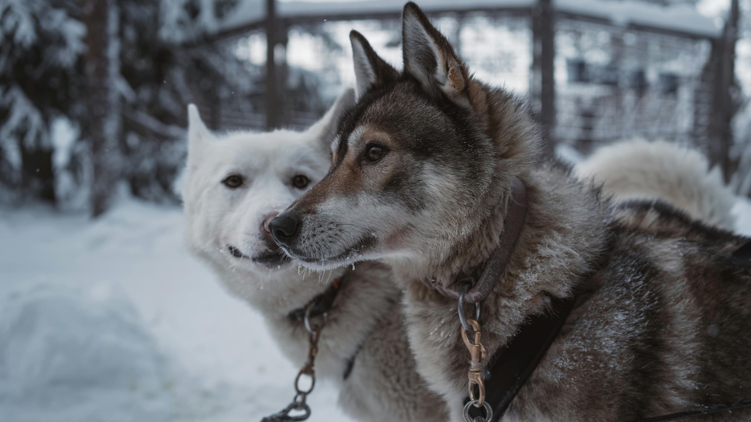 Meet & Walk with Huskies — Scenic Arctic Forest Walk in Rovaniemi