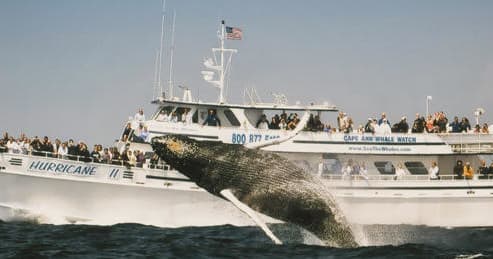 Humpback whale breaching beside a crowded whale-watch boat offshore