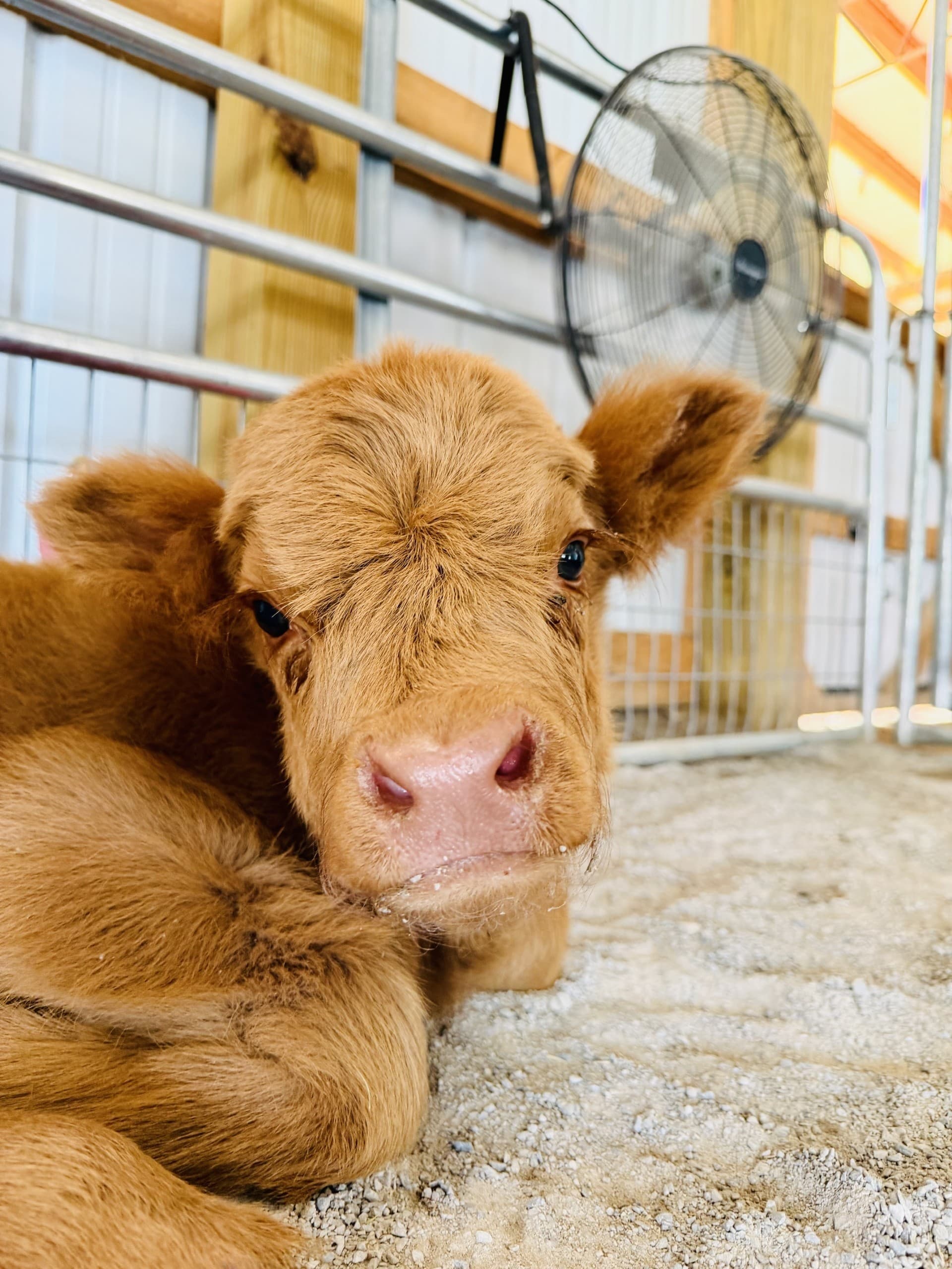 Bottle-Feed a Baby Highland Calf in Sweetwater: 20-Minute Highland Experience photo 1