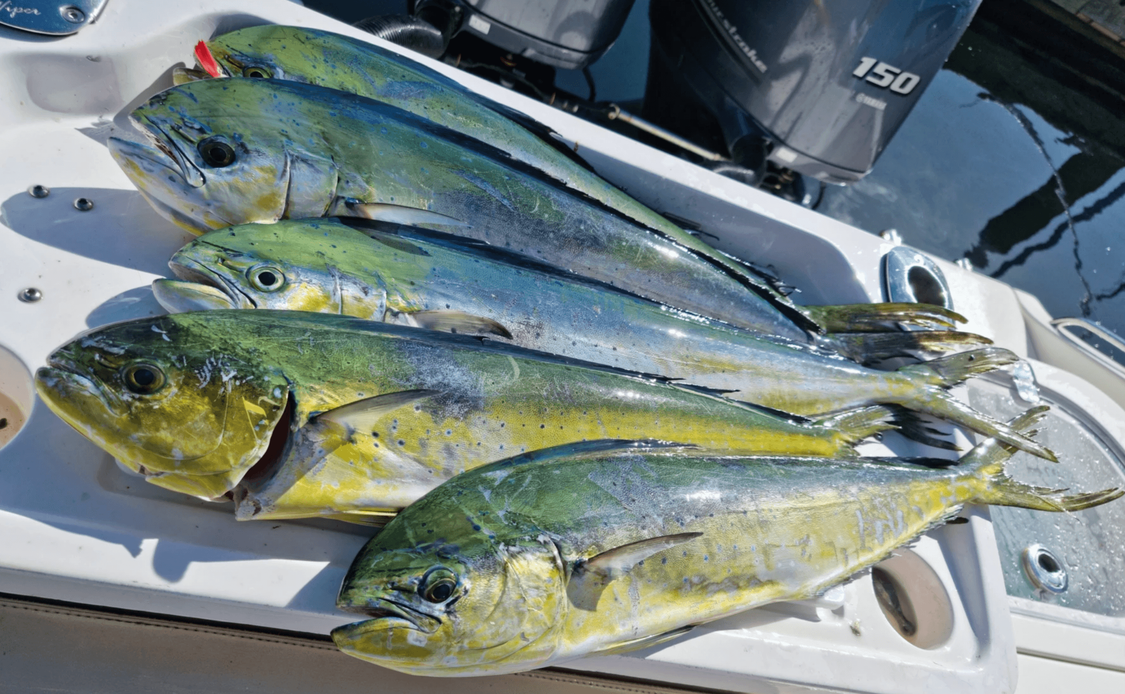 Experience the Ultimate Private Fishing Charters in Rose Bay, NSW
