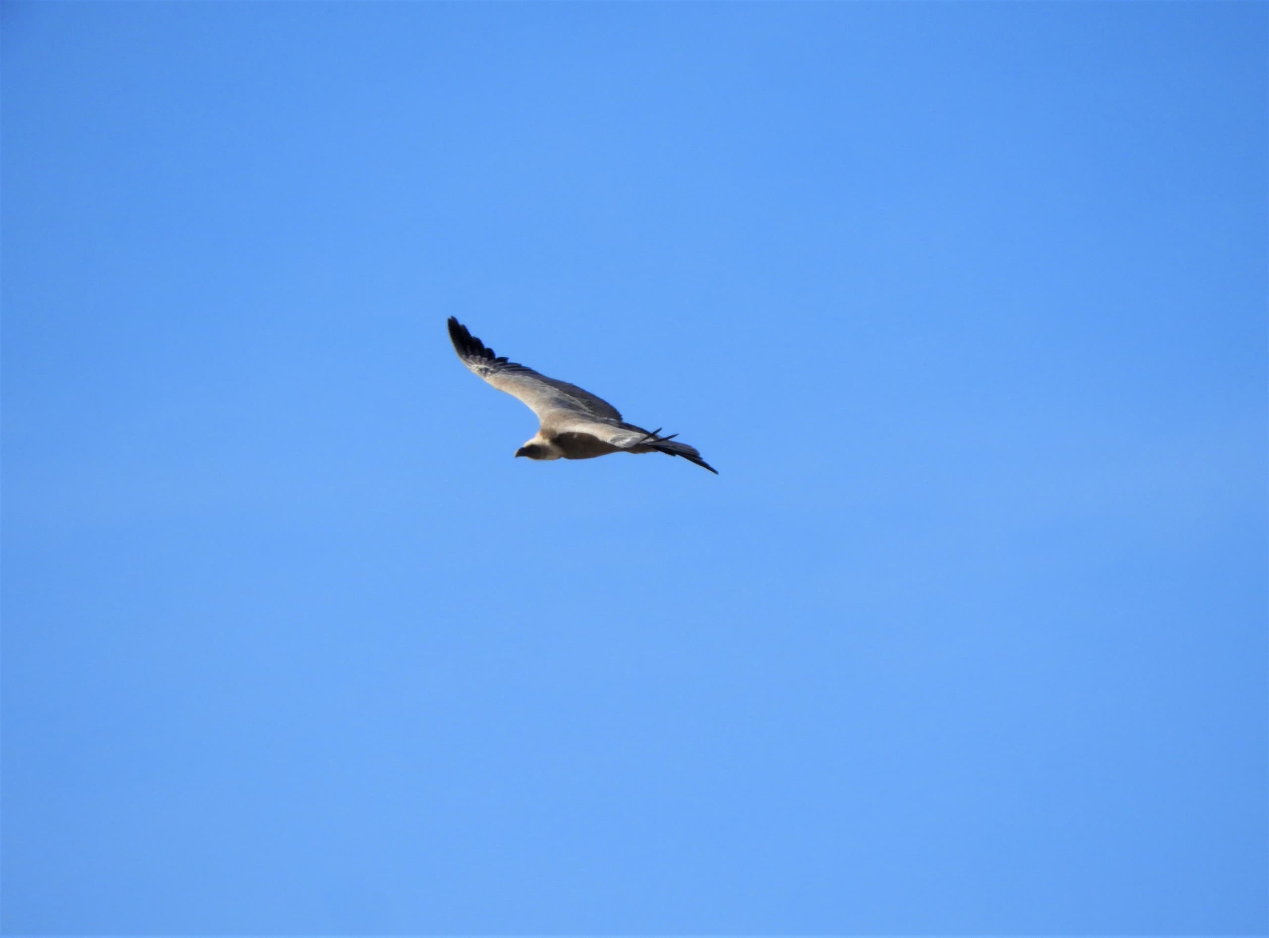 Griffon Vulture Hike at Monte Velino: Birding & Wildlife in Sirente-Velino Park photo 2