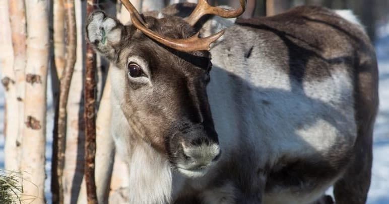 Winter Land Adventure at Wilderness Hotel - Nellim