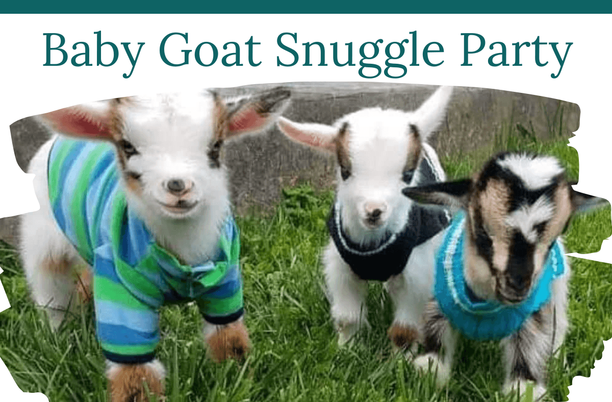 Baby Goat Snuggle Party in Brookshire, Texas