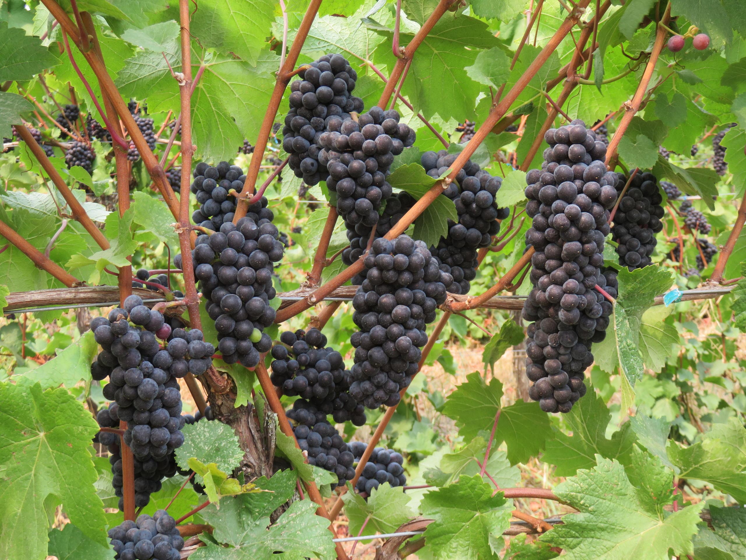 Ripe wine grapes on vine in vineyard, harvest-ready clusters