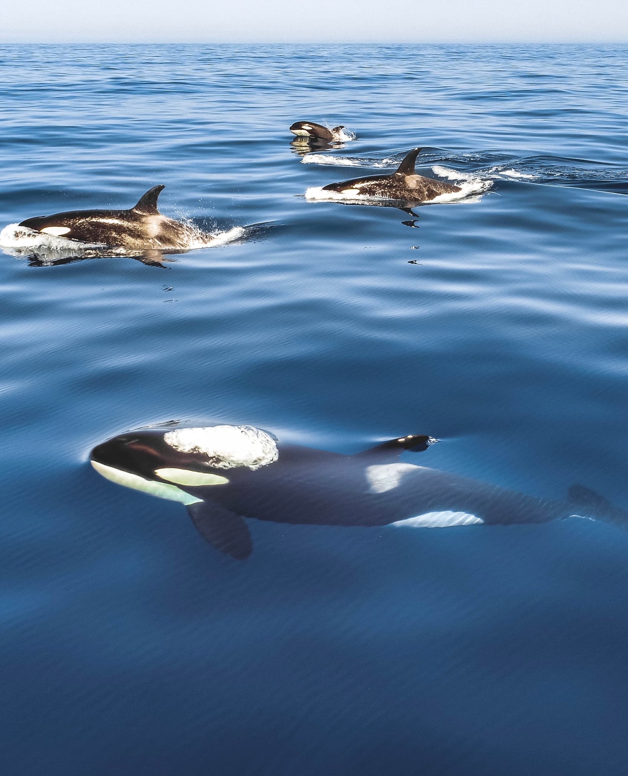 Killer Whale Search in San Diego: A Whale Watching Adventure