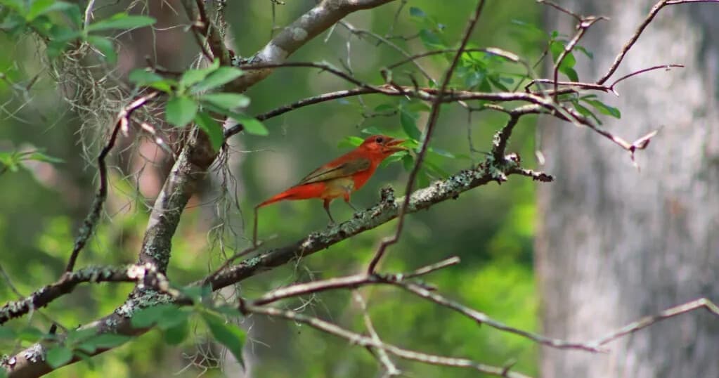 Paddle Ebenezer Creek: Private Guided Kayak Tour with Backwater Expeditions photo 2