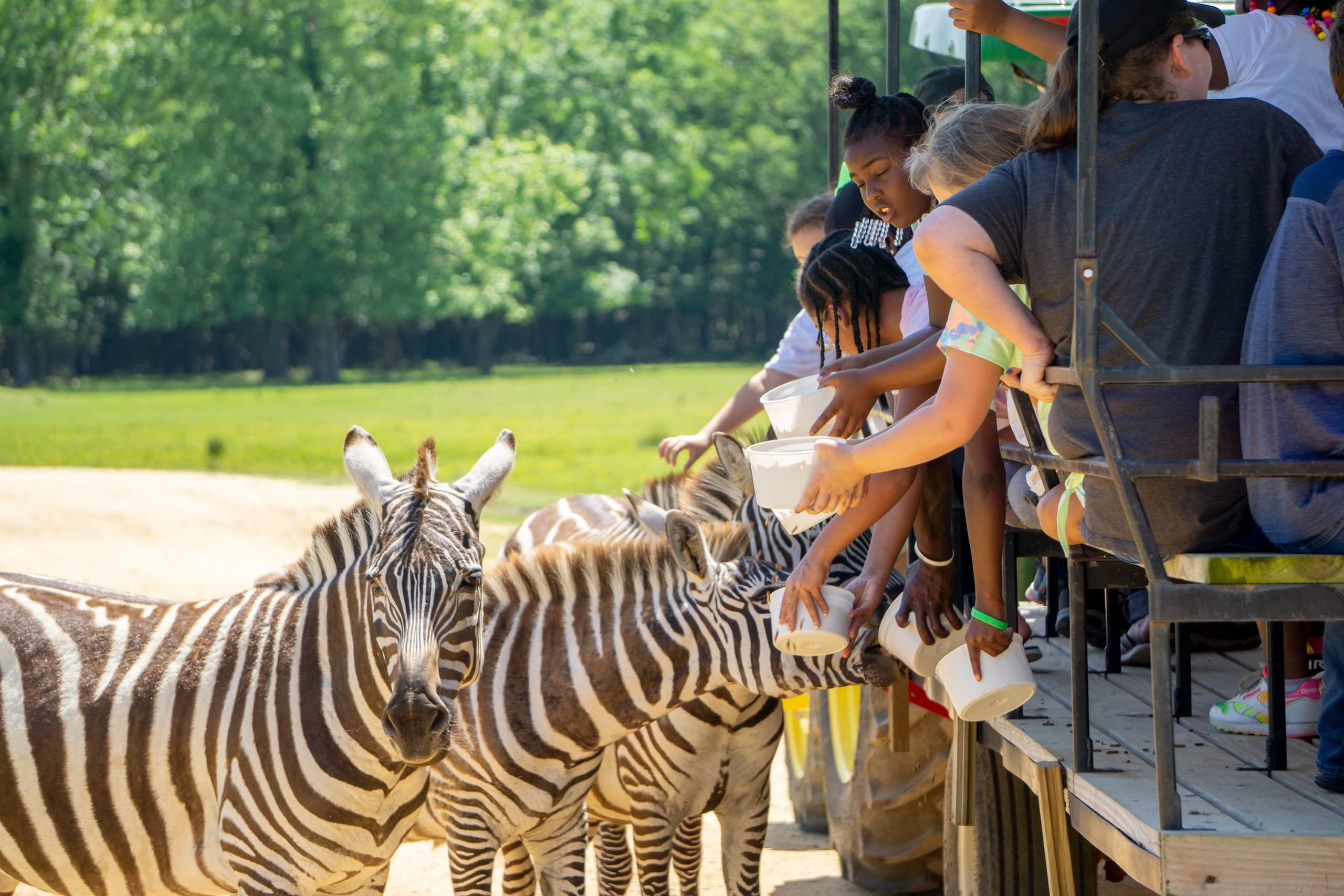 Safari Drive-Thru Wagon Rides at Alabama Safari Park