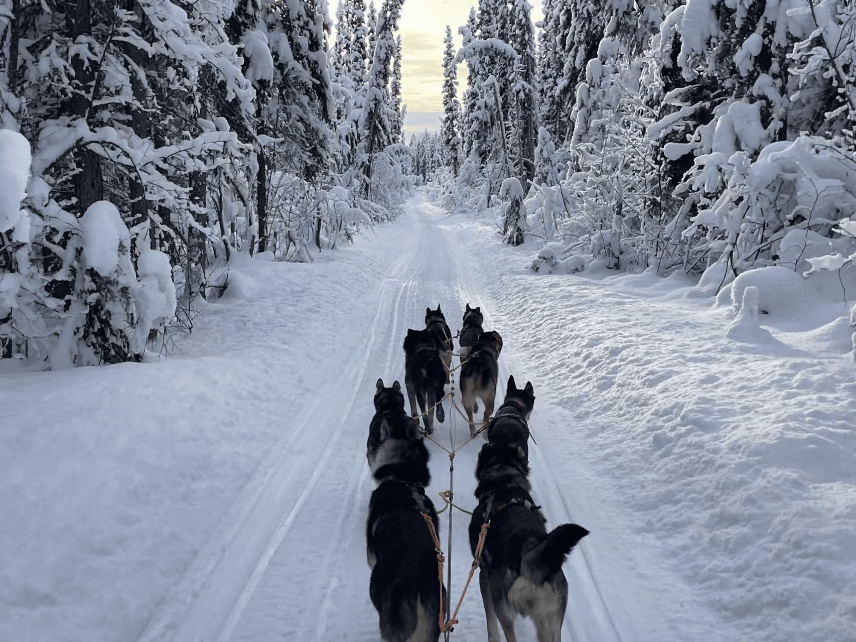 Dog Sledding Near Fairbanks: Private Mushing Adventure in North Pole photo 2