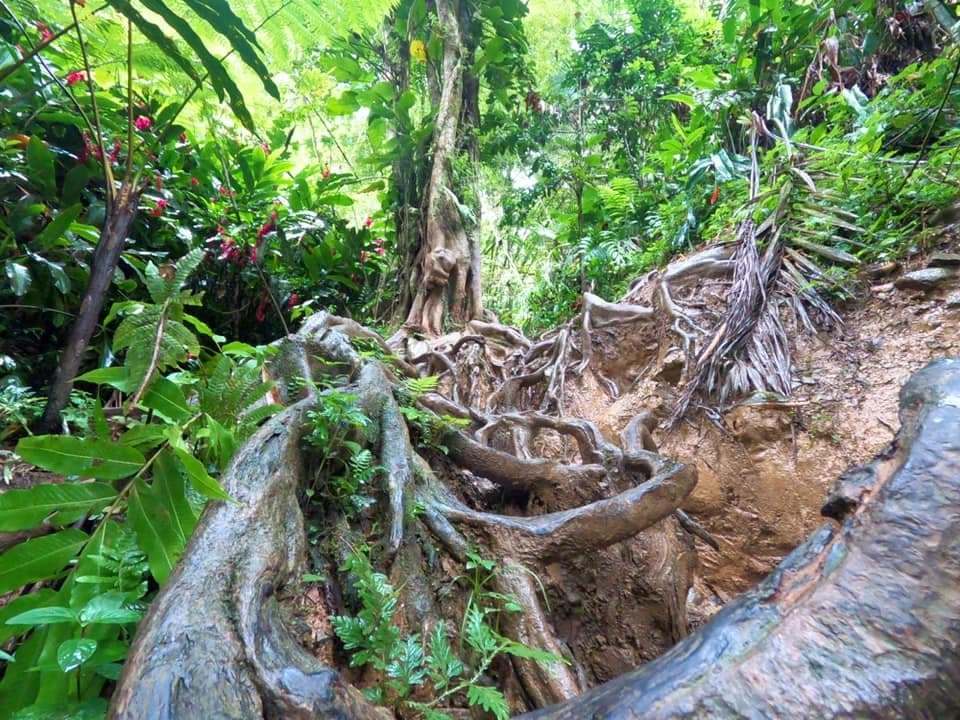 Muddy Rainforest Adventure with H&J Island Adventures in Puerto Rico