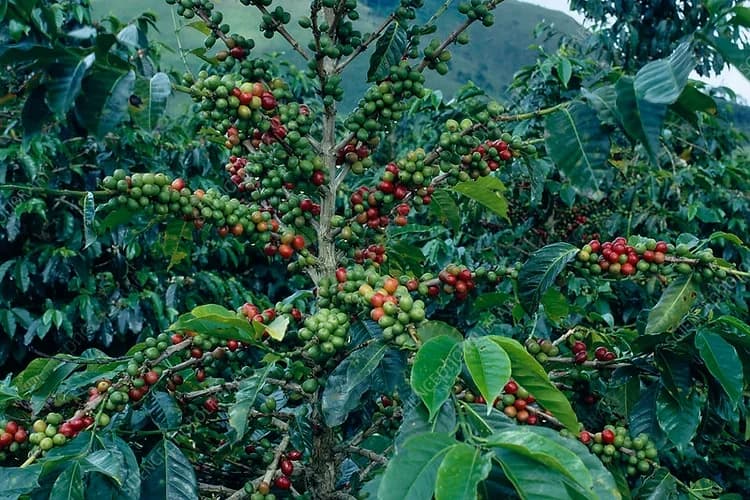 Discover the Hawaiian Coffee Experience Near Volcano National Park: Farm-to-Cup Adventure on Big Island