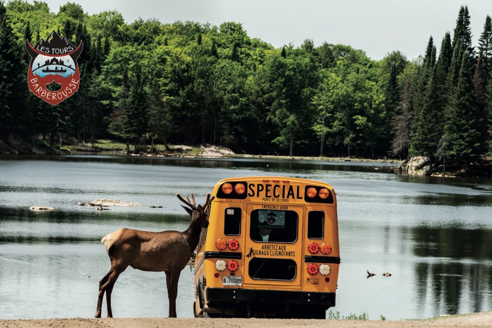Elk grazing beside a yellow school bus near forested lake shore