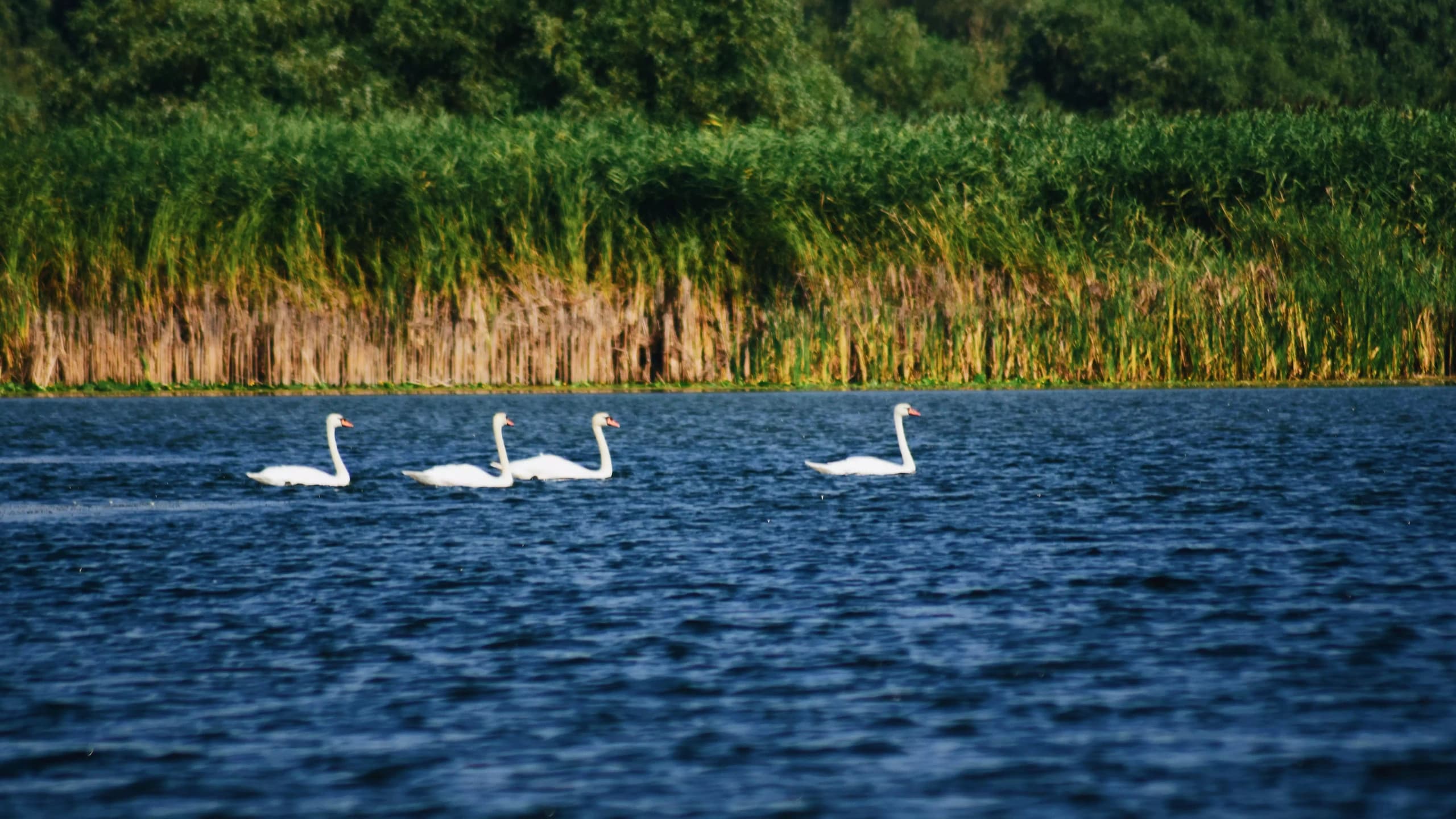 Water Activities & Cultural Adventure with Ondas De Angelo Romania
