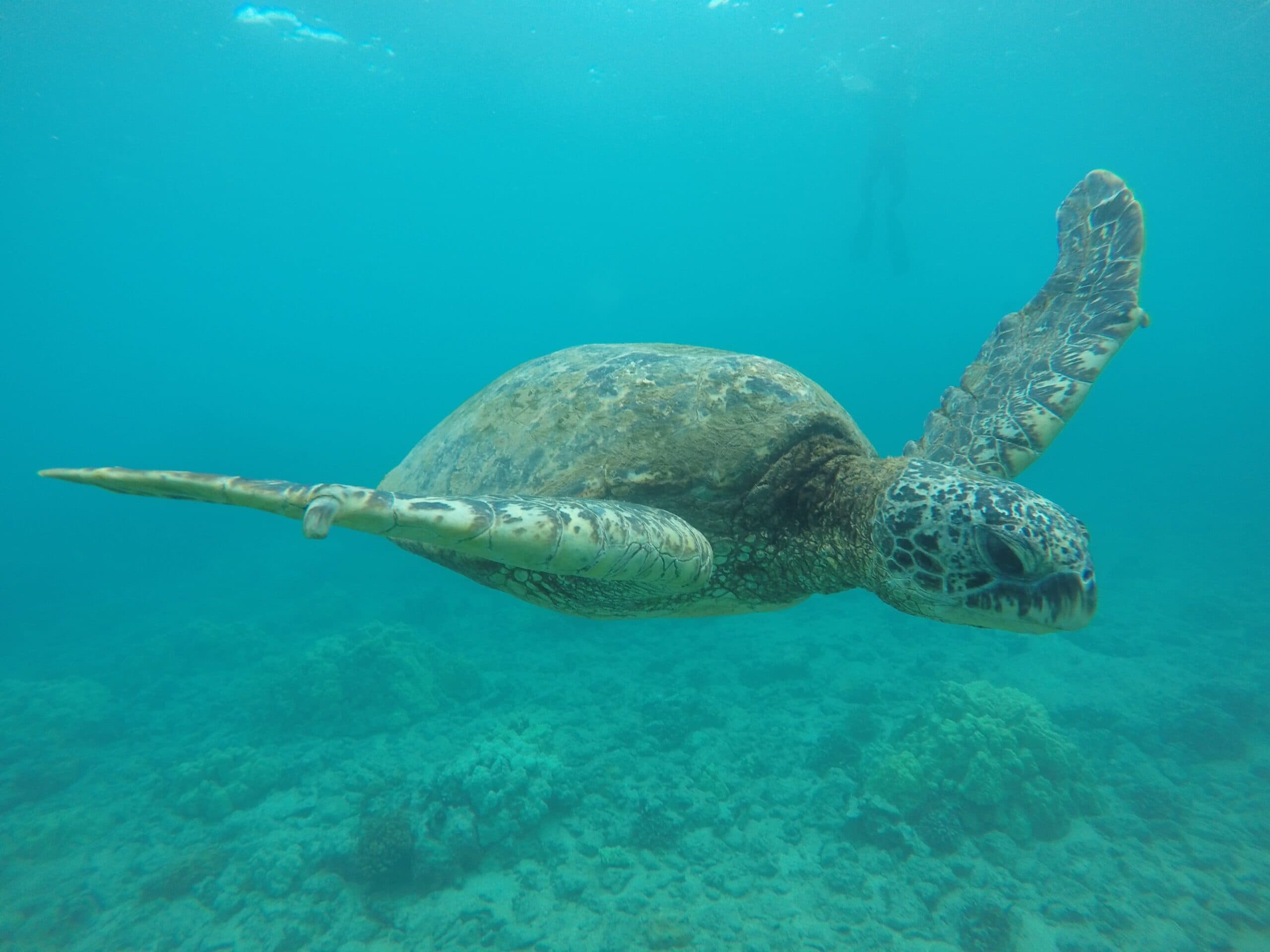 Green sea turtle swimming over tropical reef off Maui coast