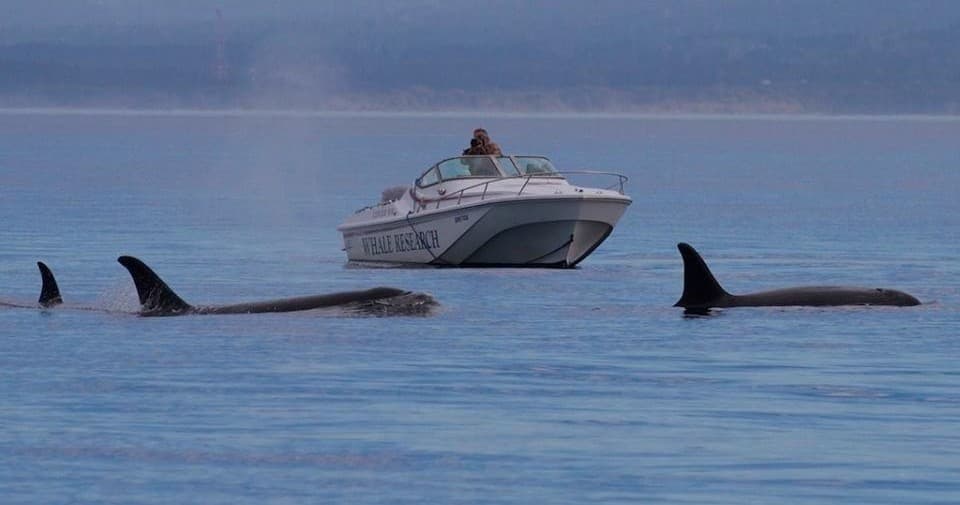 Five Star Whale Watching team