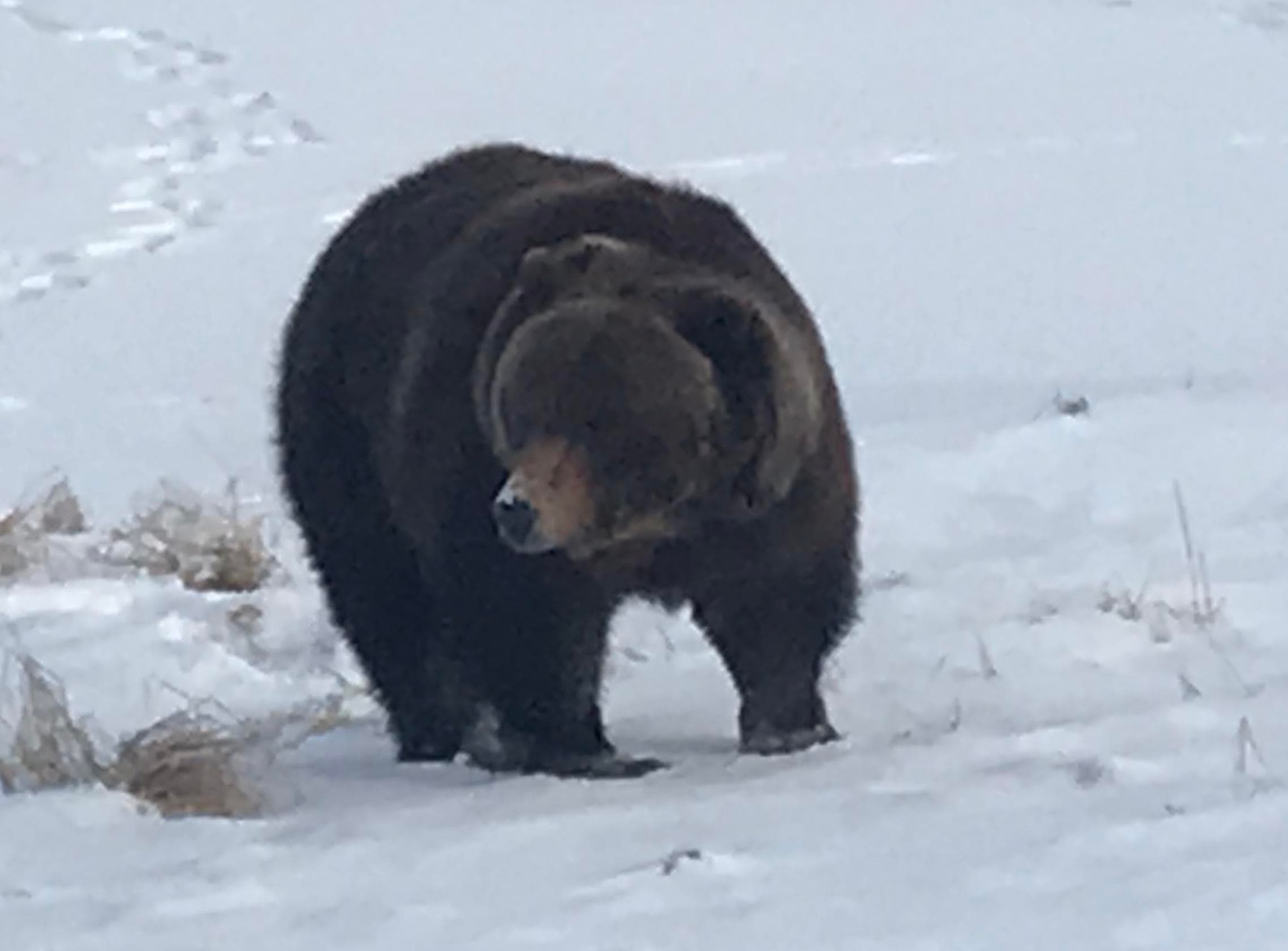 Discover Alaska’s Winter Wilderness: Wildlife and Scenic Beauty on the Turnagain Arm Tour