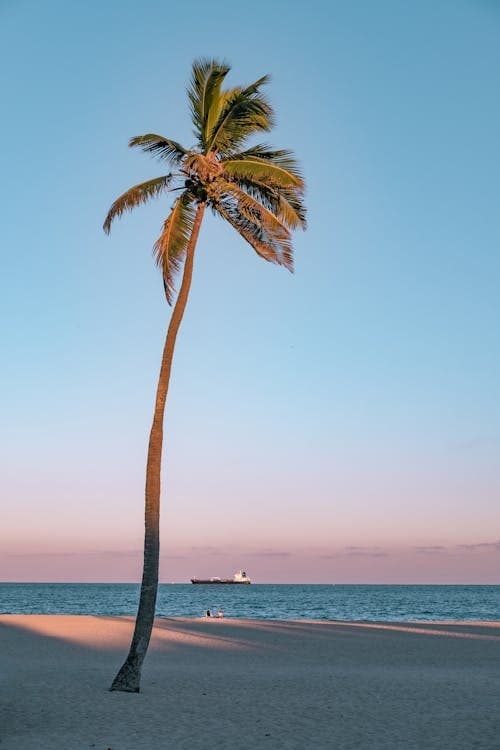 Gift Shop Full Day Rental for Beach Comfort in St. Petersburg