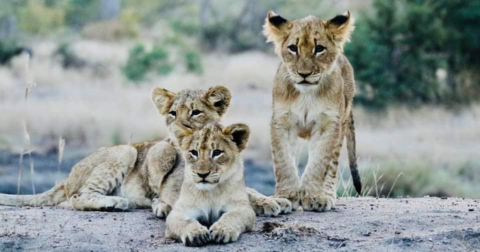 Young lions resting on African savanna rocks wildlife encounter