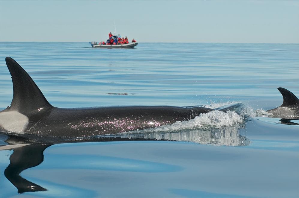 Orca pod cruising near zodiac tour boat on calm blue ocean