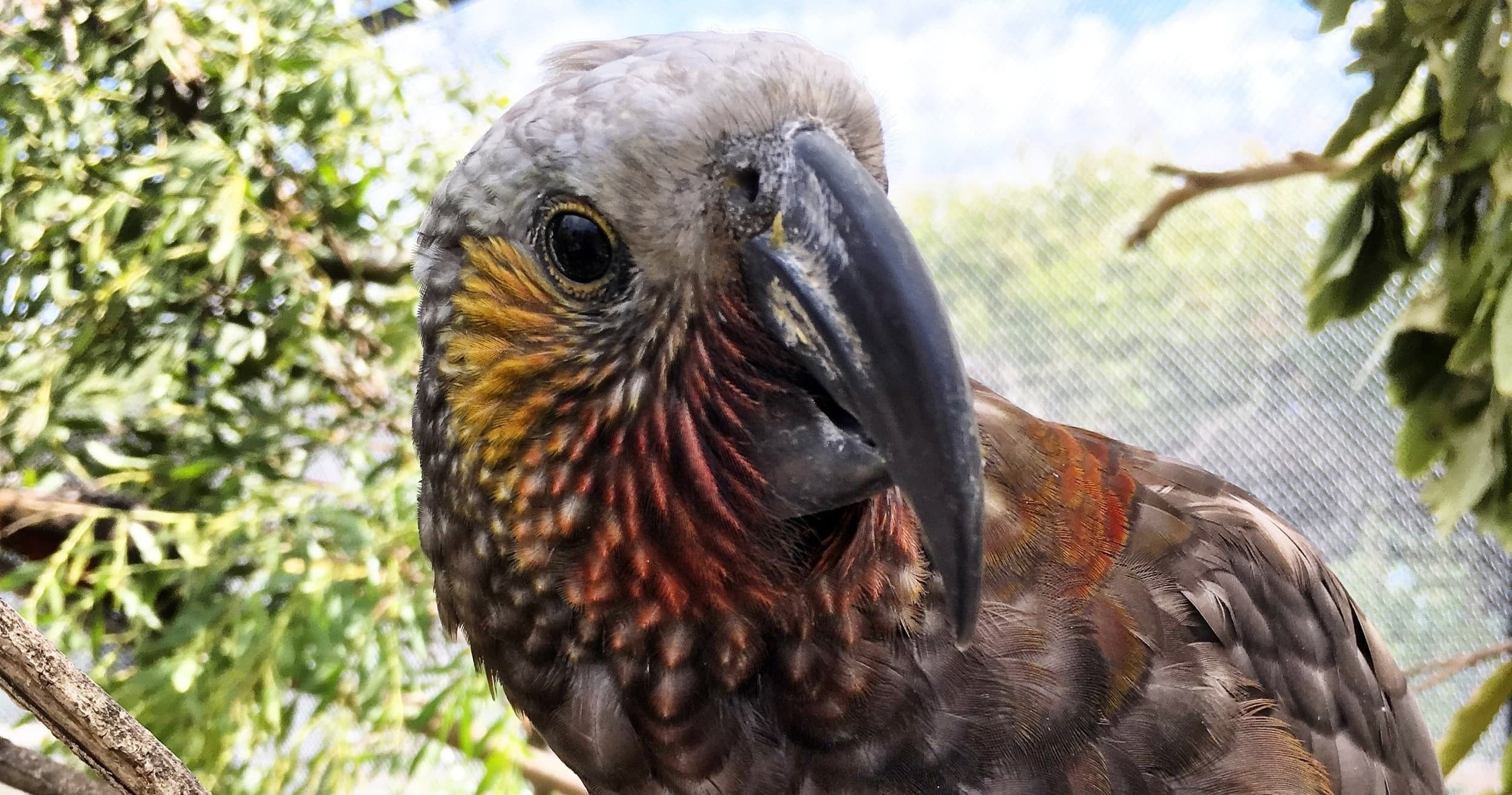 Curious parrot perched among tropical foliage at wildlife sanctuary