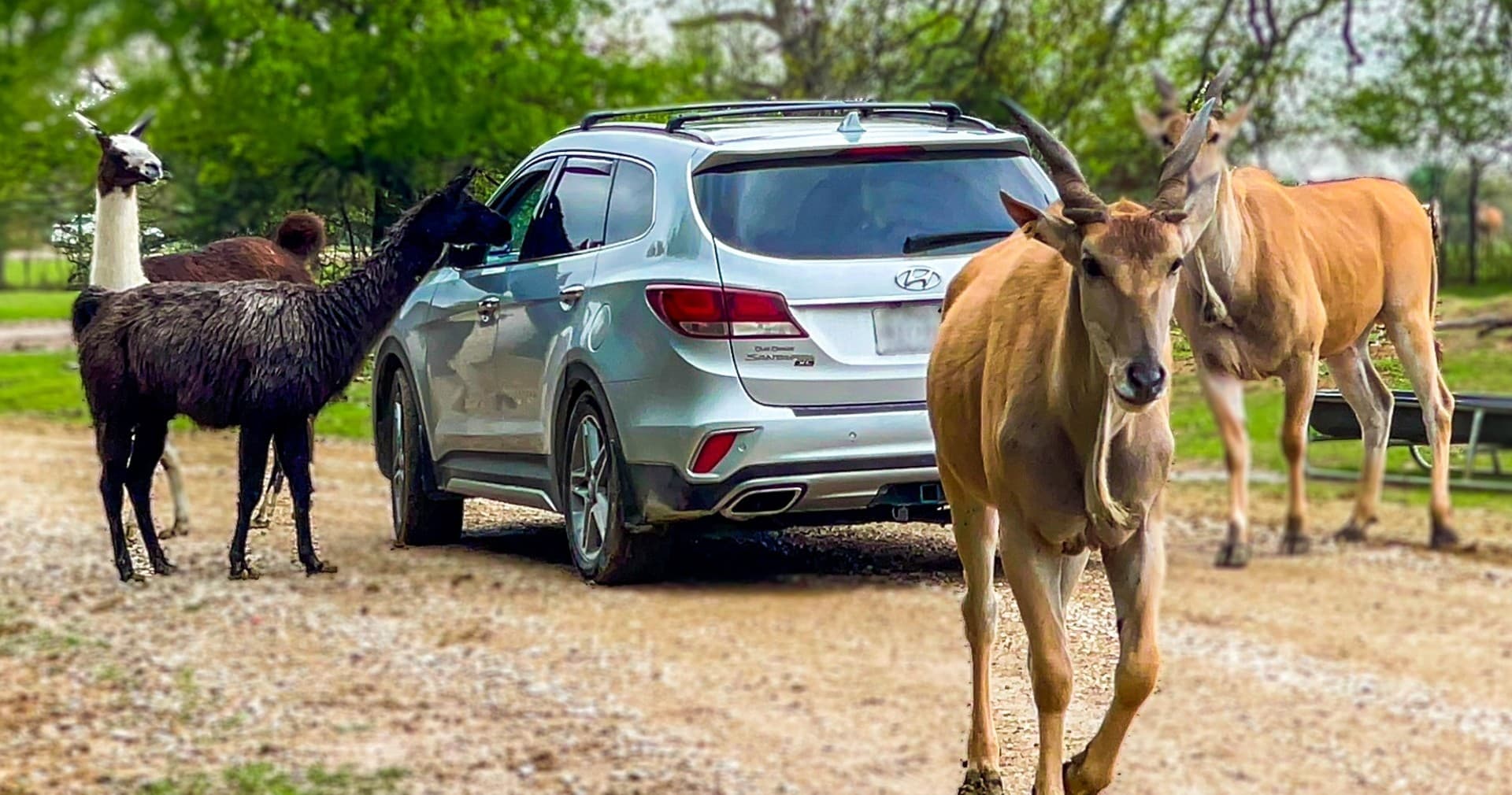 Wildlife Safari & Animal Encounters at Texas Zoofari Park