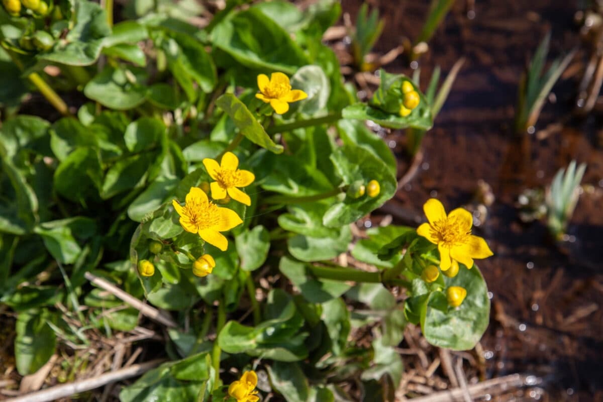 Foraging Leersums Veld: 4-Day Edible and Medicinal Plants Workshop near Leersum photo 1