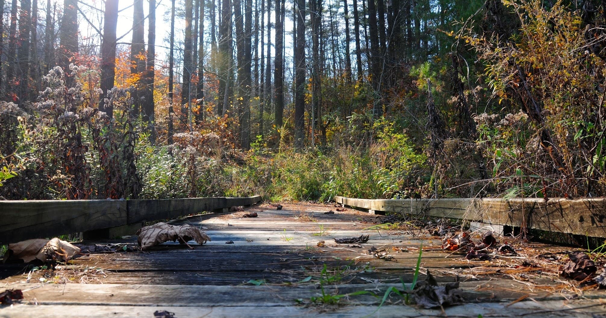 Autumn forest boardwalk through wooded trail, nature hike