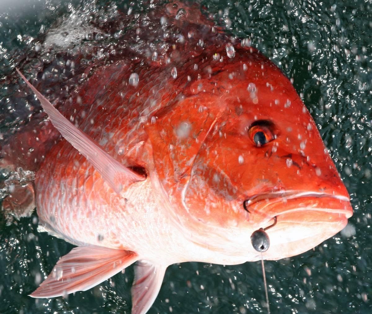 6 Hour Offshore Fishing Charter in Port Aransas, Texas
