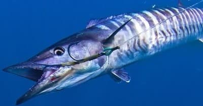Striped wahoo swimming in deep blue open ocean during sport fishing