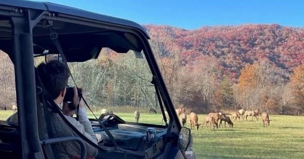 Scenic Tours and Adventures fleet