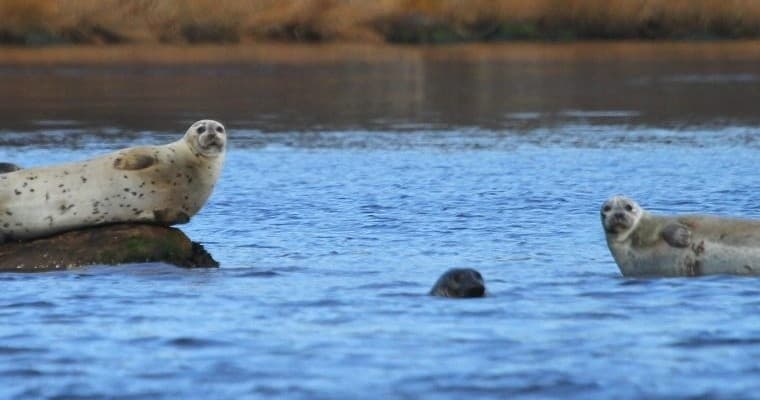 Seals resting on rocks and surf in tidal estuary wildlife view