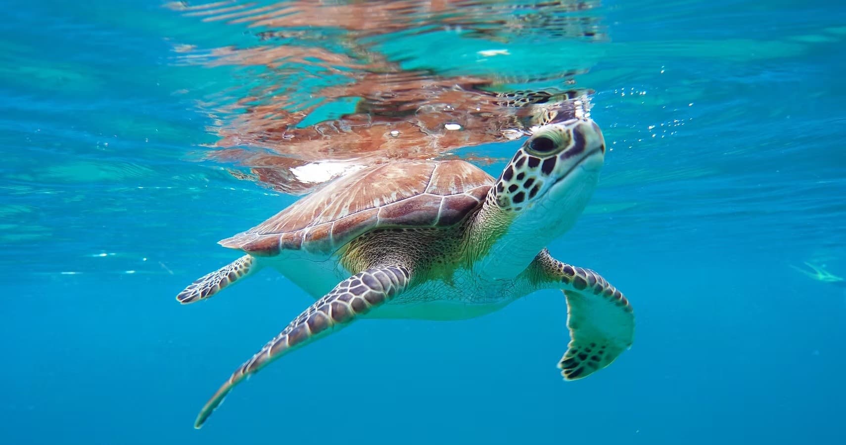 Private Sea Turtle Snorkel with Crystal Clear Vieques