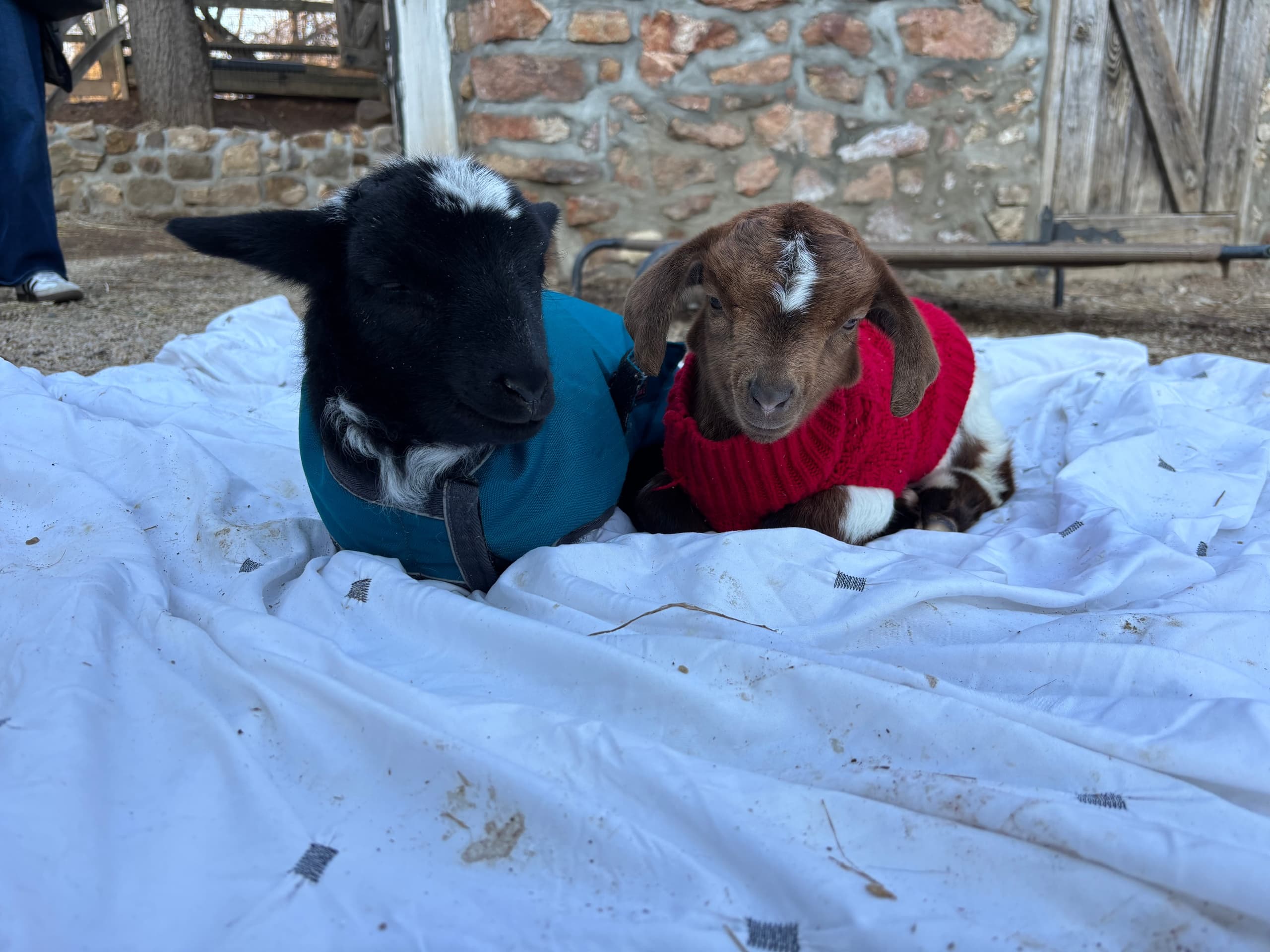 Cuddle Sessions with Bottle Lambs and Baby Goats near Dresher, PA