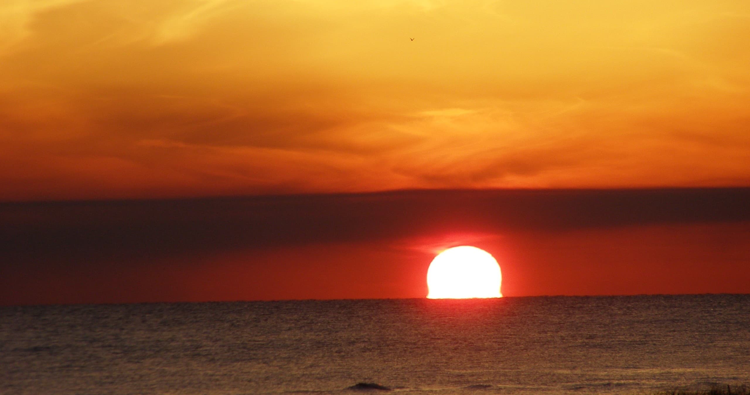Dolphin and Sunset Combo Trip at Navarre Fishing Charter