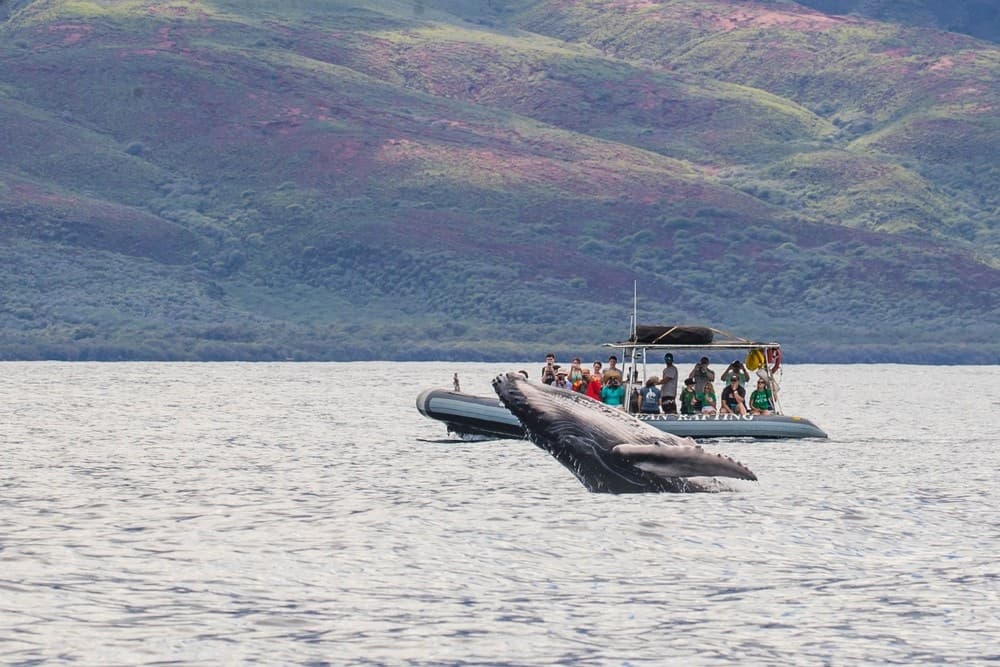 90 Min. Eye-Level Whale Watch Raft in Lahaina, Hawaii