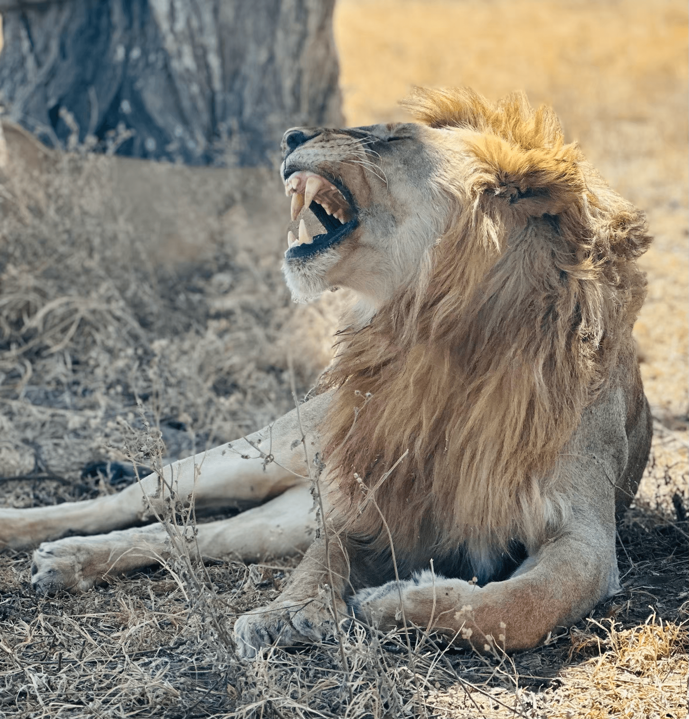 14-Day Kenyan Tribes & Wildlife Eco Tour from Anchorage