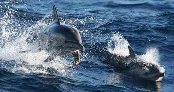 Wildlife & Water Activities: Port Stephens Dolphin Watching Adventure