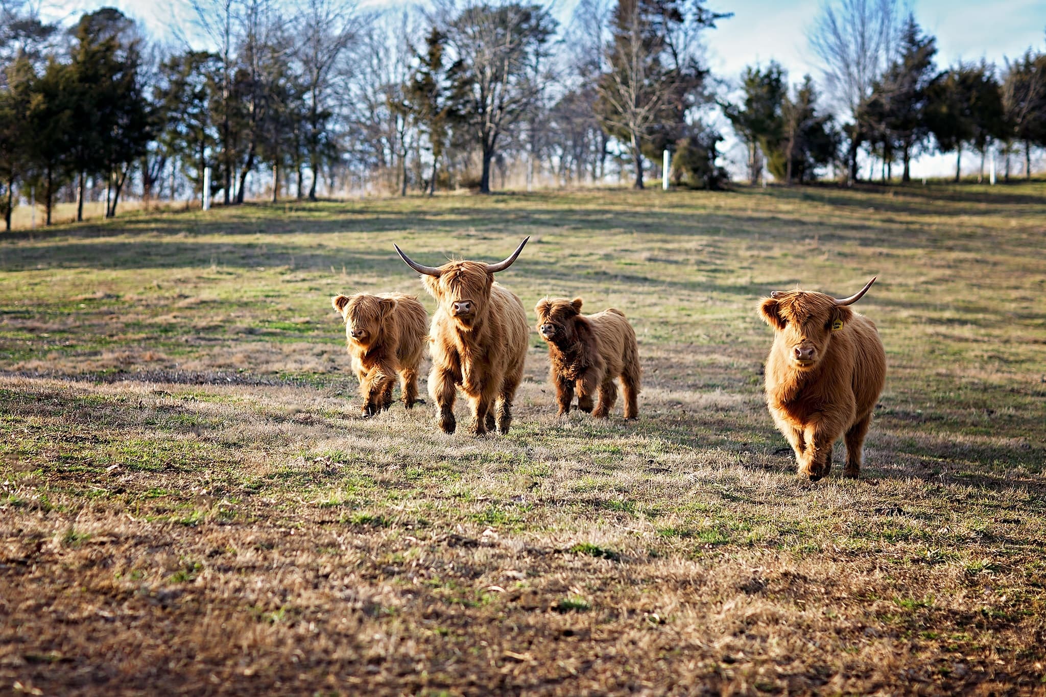 Capture Timeless Farm Portraits in New Market, Tennessee