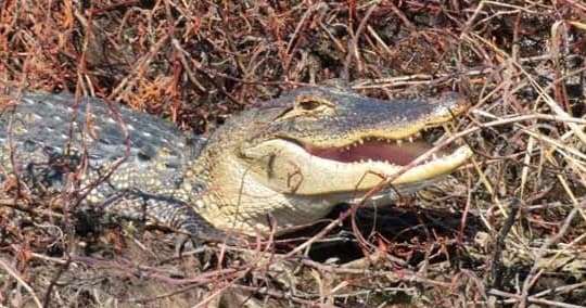 Private Airboat Rides with Marsh Landing Adventures in Kissimmee