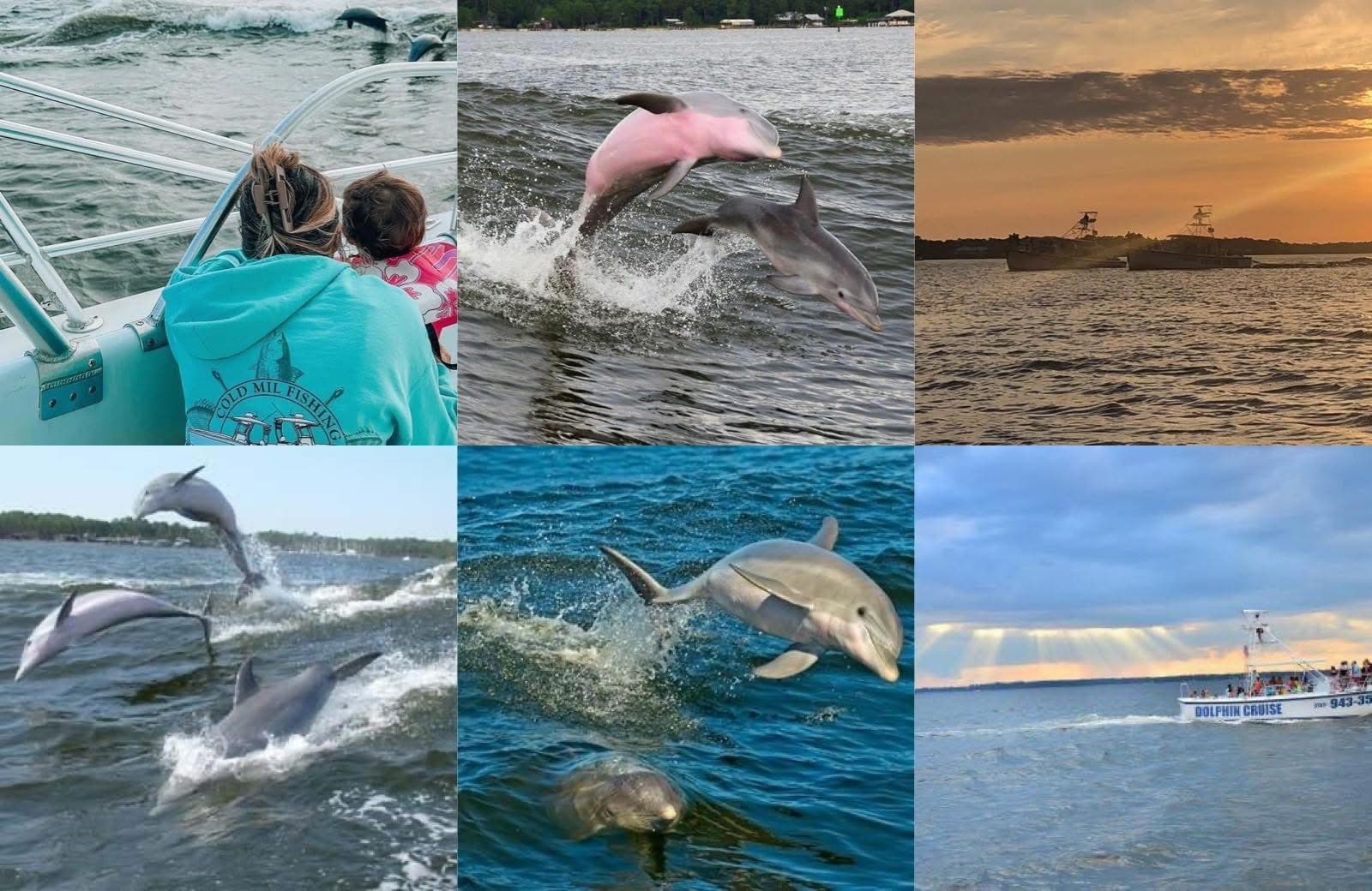 Water Activities & Dolphin Cruises at Dolphinc Cruises Inc.