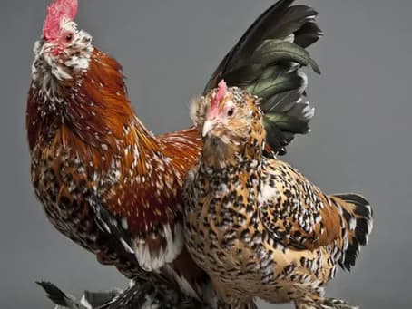 Hands-On Poultry Processing Class: Learn Humane Chicken Butchery for Homesteaders