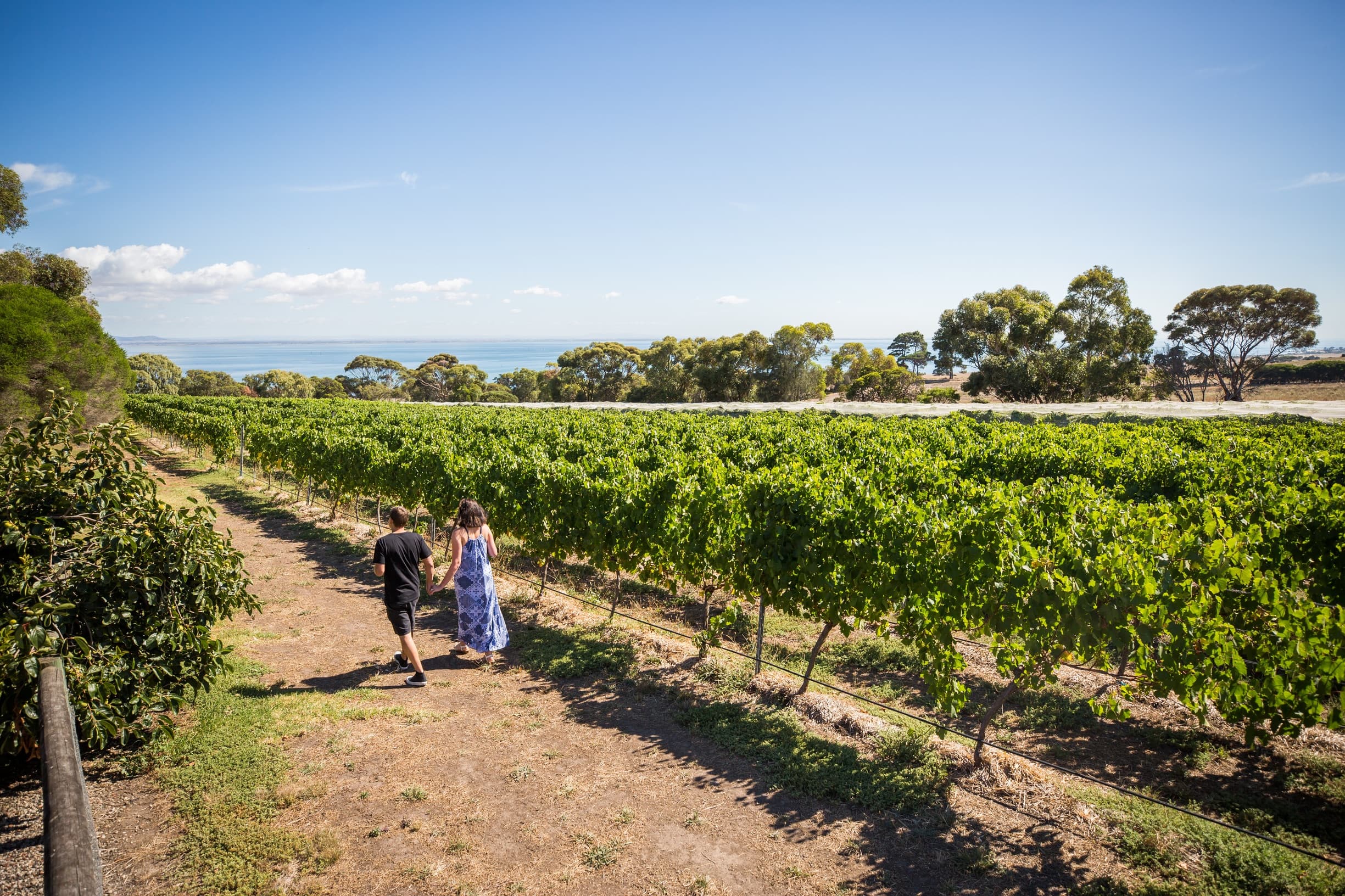 Land Adventures in Bellarine with Blue Route