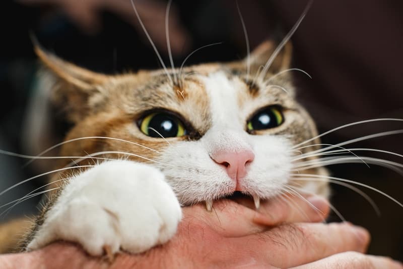 Love Bites: Anti-Valentine Night for Cat Lovers in Lowell