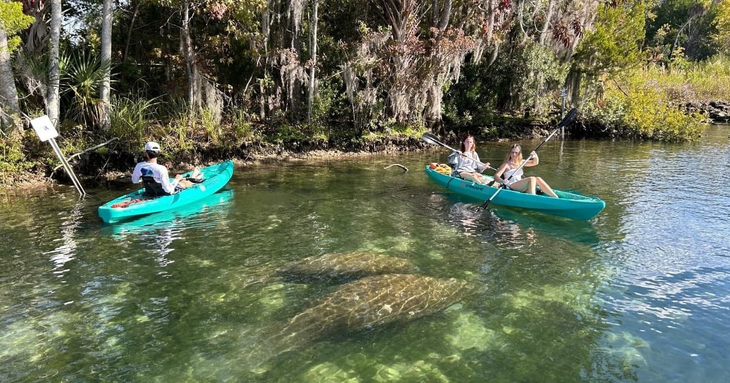 Paddle with Manatees in Crystal River: Guided Kayak Tours in Kings Bay