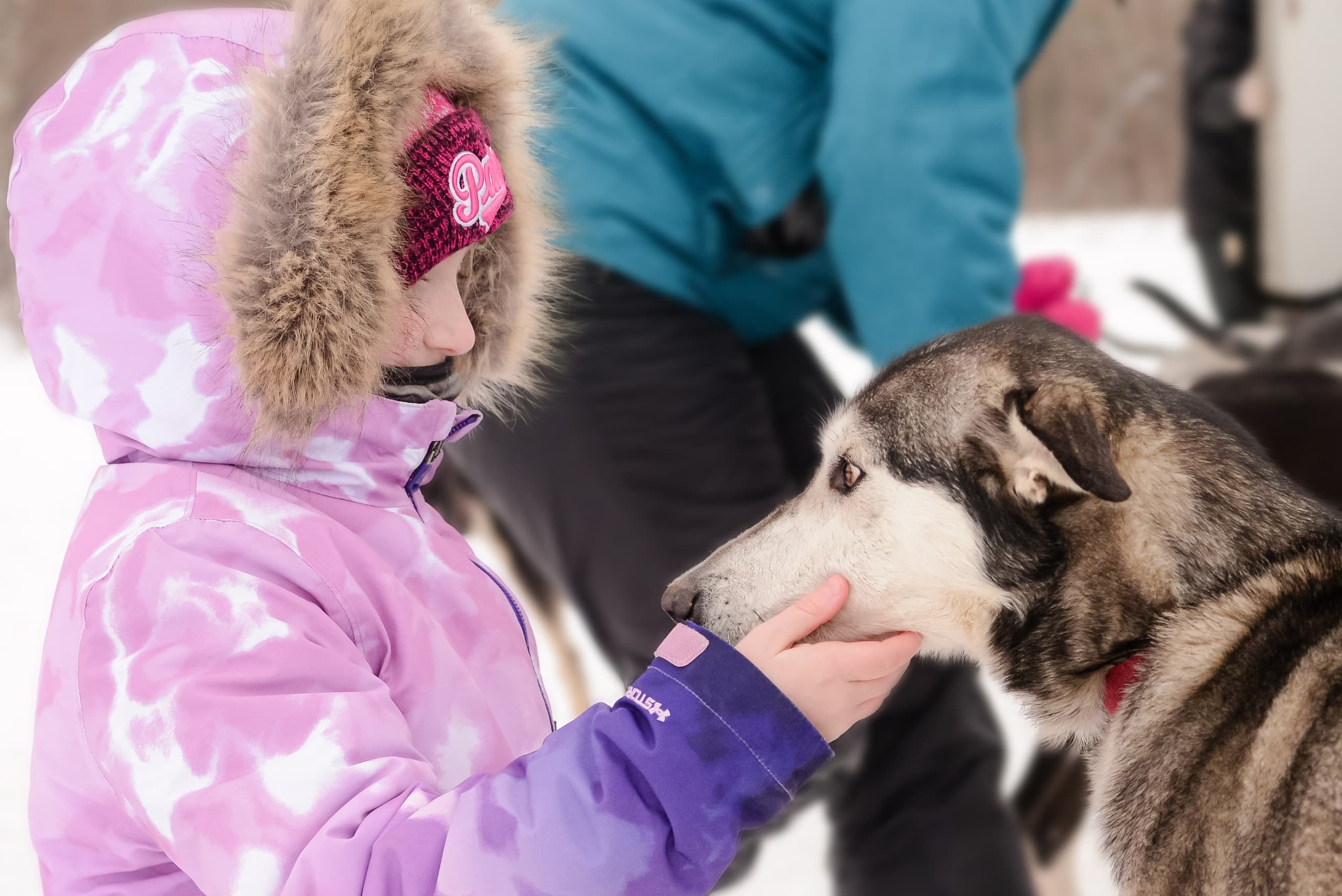 30-Minute Sled Dog Ride at Echo Valley Provincial Park, Fort Qu'Appelle photo 2