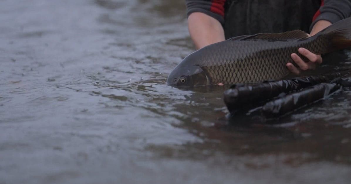 Guided Lake Fishing Adventure in the Great Smoky Mountains: The Reel McCoy Experience