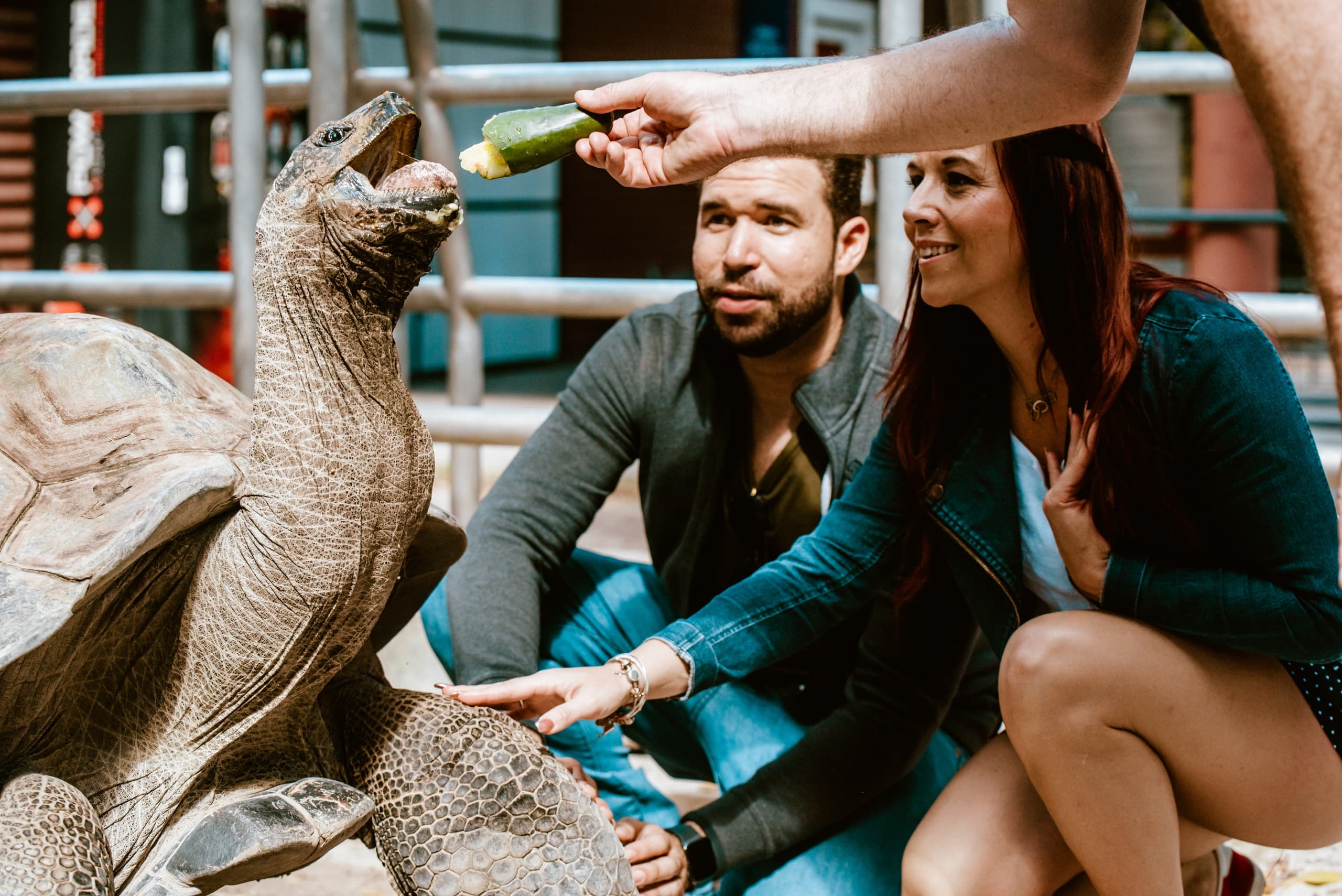 Experience Miami’s VIP Wildlife Encounter on the Go Wild! Tour