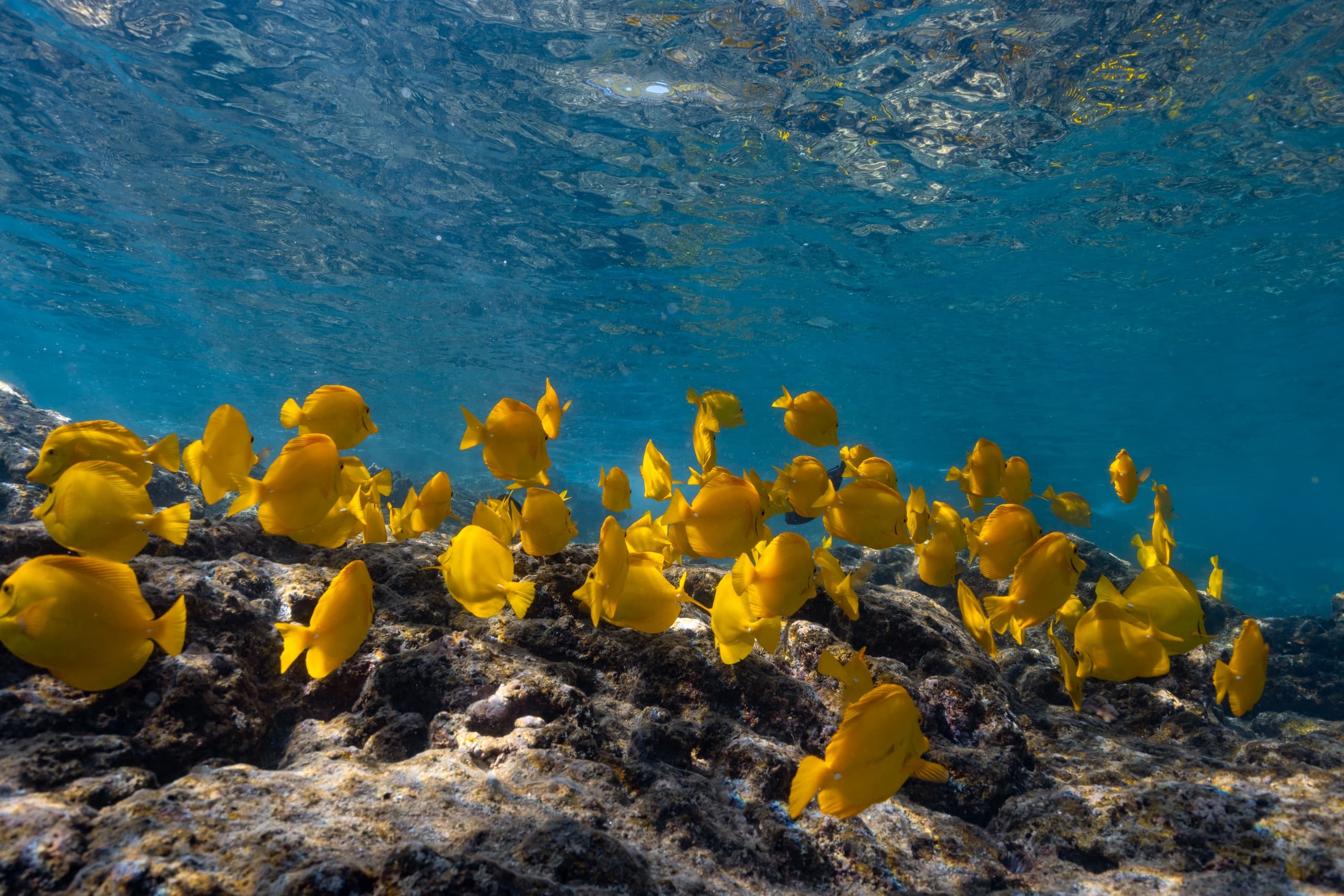 Snorkeling & Dolphin Watching at Kealakekua Bay with Ocean Eco Tour